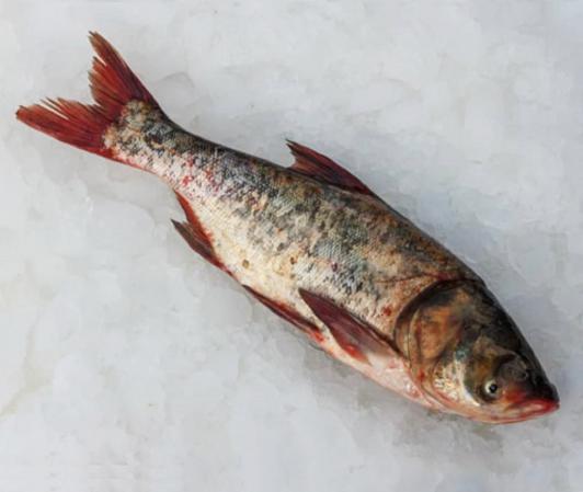 خواص ماهی کپور آمور برای سلامتی