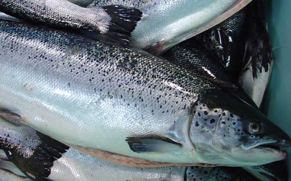 تامین کننده ماهی قزل آلا جنوب عمده