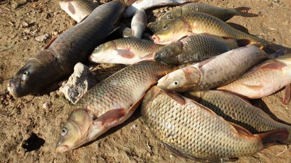 فروشنده ماهی کپور علفخوار در ایران
