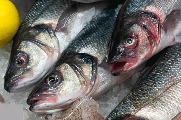 میزان پرورش ماهی سی باس آسیایی