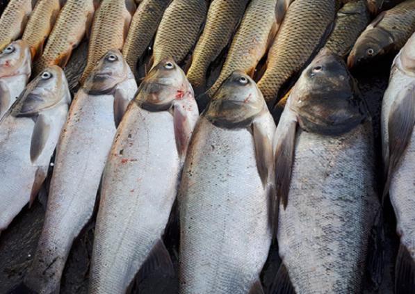 فروش عمده ماهی کپور آمور