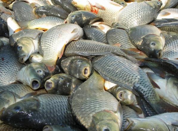 عرضه ماهی کپور سرگنده در بازار