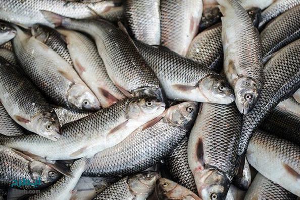 میزان پرورش ماهی گرمابی در کشور
