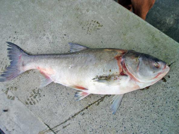 بررسی کیفیت ماهی کپور سرگنده پرورشی