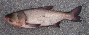 ماهی کپور سر گنده چه خصوصیاتی دارد؟