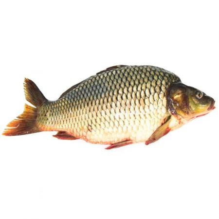 شرایط پرورش ماهی کپور علفخوار چیست؟