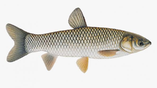 نکات مهم در پرورش ماهی آمور