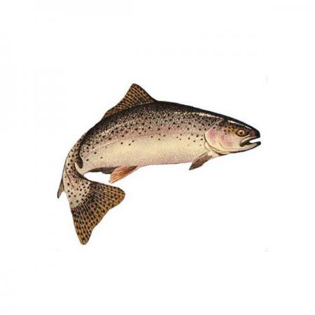 تولید انواع ماهی گرمابی قزل