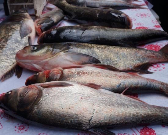 عوامل موثر در کیفیت ماهی پرورشی