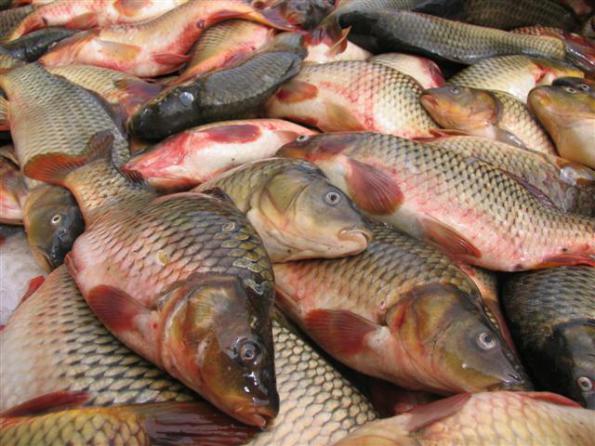 فروش ویژه ماهی کپور پرورشی قیمت مناسب