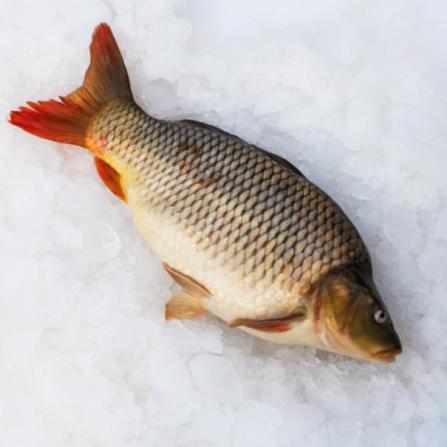 تامین کننده ماهی گرمابی کپور