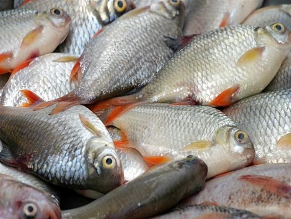 قیمت استثنایی ماهی کپور پرورشی