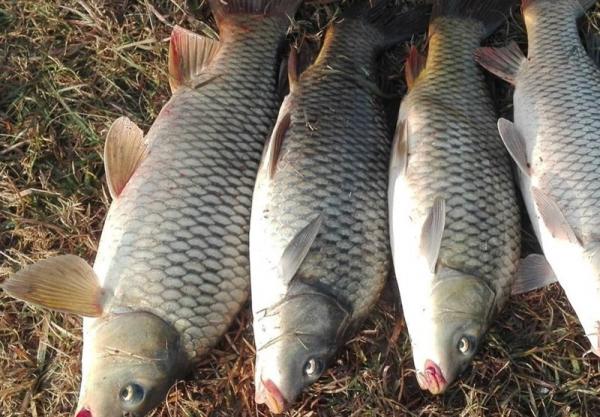 تاریخچه تولید ماهی کپور معمولی پرورشی