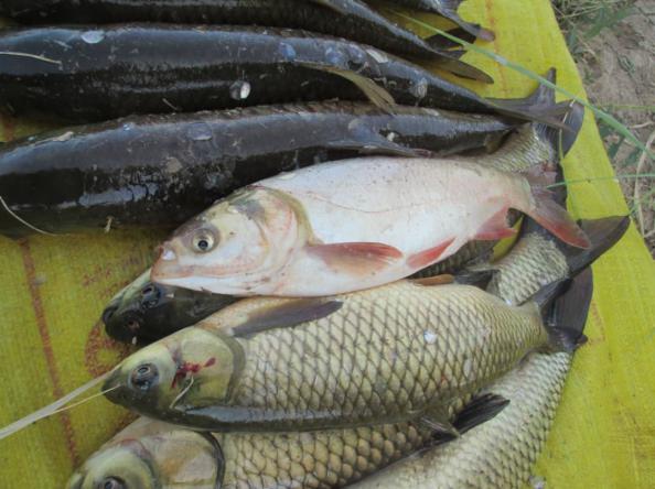 ماهی گرمابی قزل مرغوب چه ویژگی هایی دارد؟