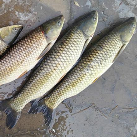 نرخ جدید ماهی کپور پرورشی در ایران