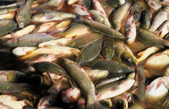تفاوت پرورش ماهی گرمابی با سردآبی