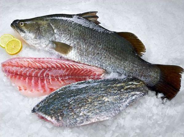 قیمت روز ماهی سی باس جنوب تازه