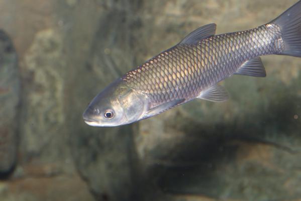 شناخت ماهی کپور نقره ای