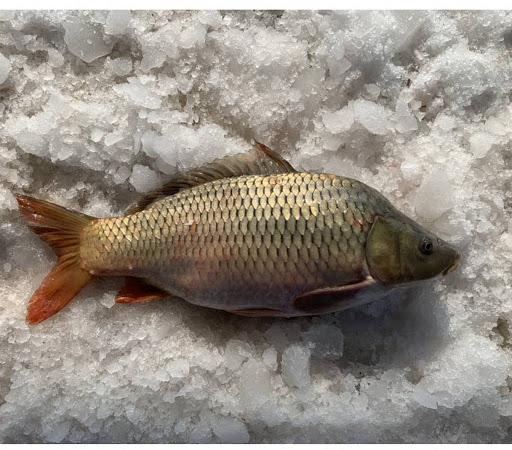 مرجع خرید ماهی کپور طلایی
