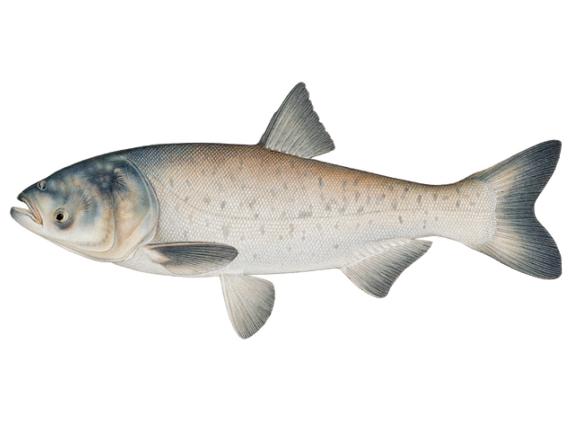 تقسیم بندی انواع ماهی کپور نقره ای عمده
