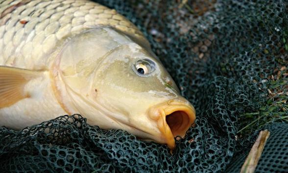 انواع ماهی گرمابی کدام اند؟