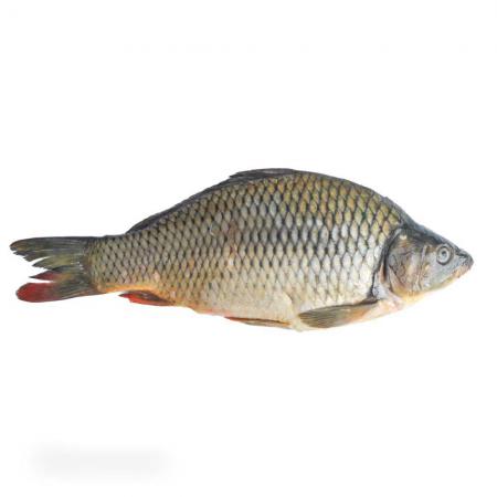ارزان ترین ماهی کپور پرورشی عمده