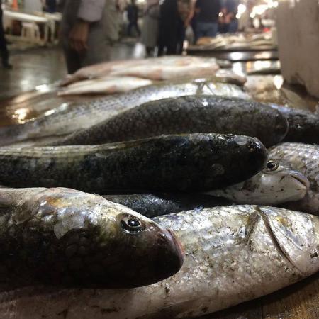 تامین کننده ماهی کپور معمولی