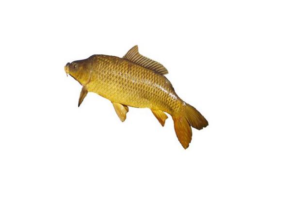 فروش ویژه ماهی گرمابی کپور