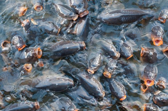 انواع مختلف ماهی کپور سرگنده ارزان