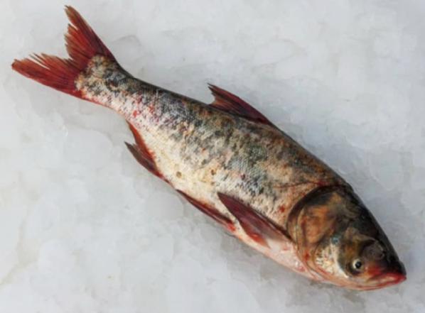 مراکز خرید ماهی کپور بیگ هد