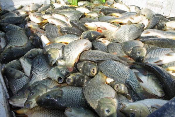 خرید ماهی گرمابی کپور فله