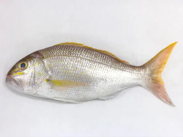 تامین کننده ماهی کپور طلایی عمده