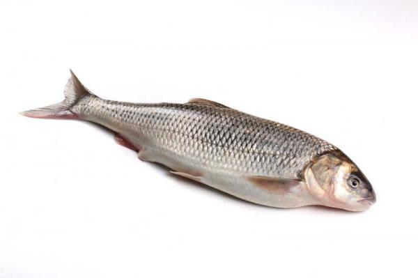 اصول پرورش ماهیان گرمابی