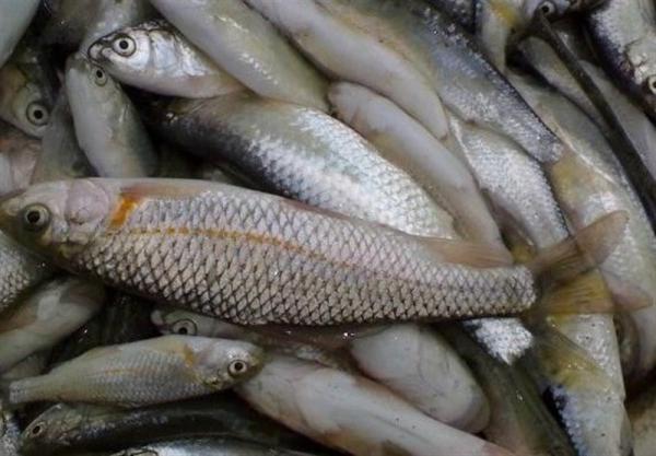 تولیدکننده انواع ماهی کپور پرورشی