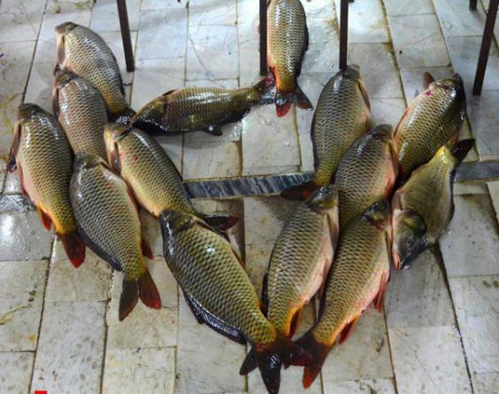خاصیت ماهی کپور طلایی