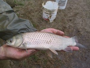 آنچه درباره ماهی کپور آمور باید بدانید