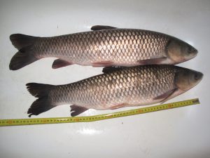 شرکت توزیع ماهی کپور سفید تازه پرورشی