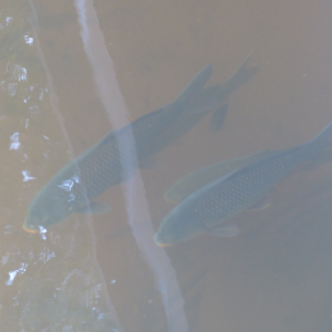 انواع مختلف ماهی کپور سفید تازه پرورشی