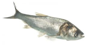 شرایط تولید ماهی کپور نقره ای عمده