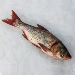 عرضه انواع ماهی کپور سرگنده ارزان