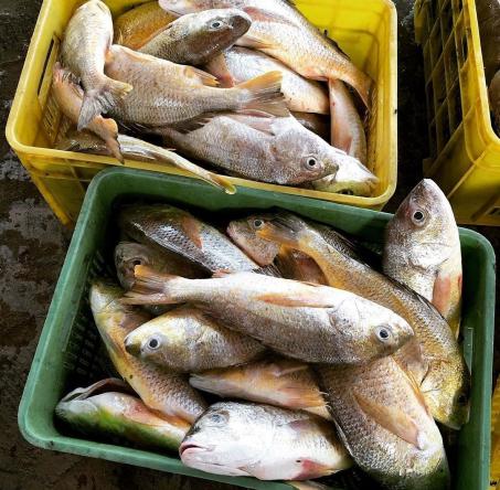 بازار بزرگ ماهی کپور معمولی تازه