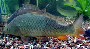 راهنمای انتخاب ماهی کپور معمولی پرورشی