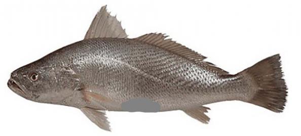 قیمت ماهی پرورشی گرمابی در بازار فروش