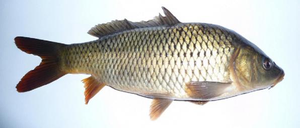 پخش عمده ماهی کپور طلایی کیلویی