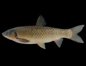 خواص متفاوت ماهی کپور سفید تازه پرورشی