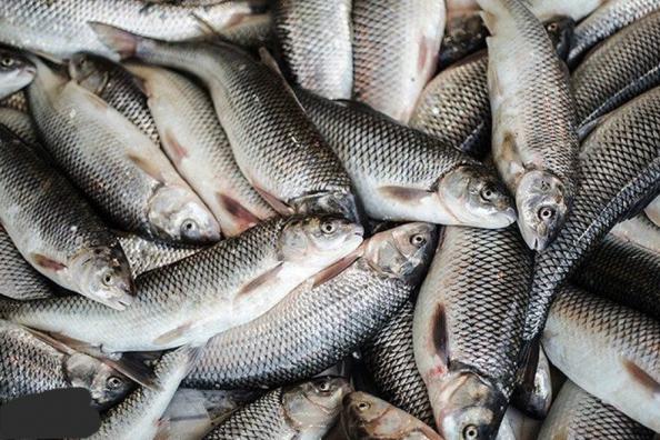 عرضه ماهی پرورشی گرمابی ارزان