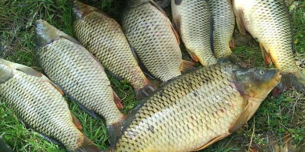 مراکز فروش ماهی کپور طلایی در اوزان مختلف