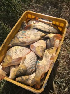 شرکت توزیع ماهی کپور معمولی تازه