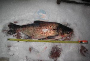اندازه استاندارد ماهی کپور سرگنده باکیفیت‌