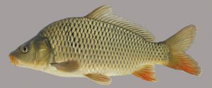 پخش عمده ماهی کپور سرگنده باکیفیت‌